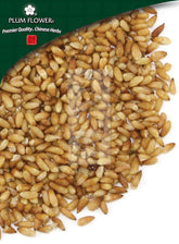 柏子仁,未硫化的侧柏种子